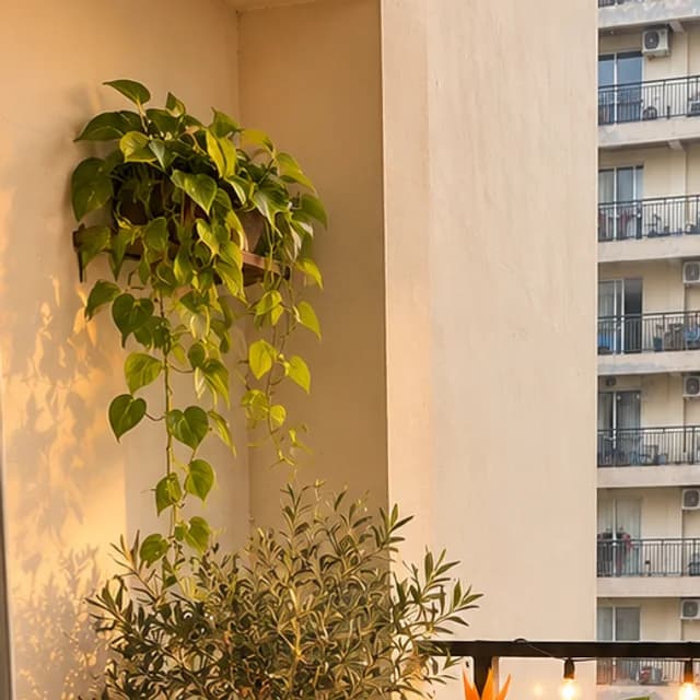 A high balcony planted along the wall with tall foliage in heavy planters